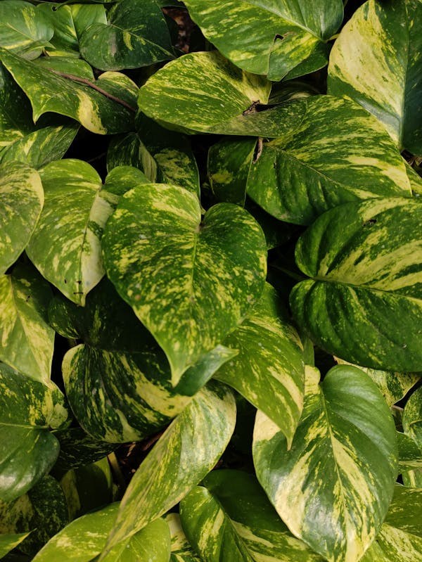 Water-based polyurethane waterproof coating